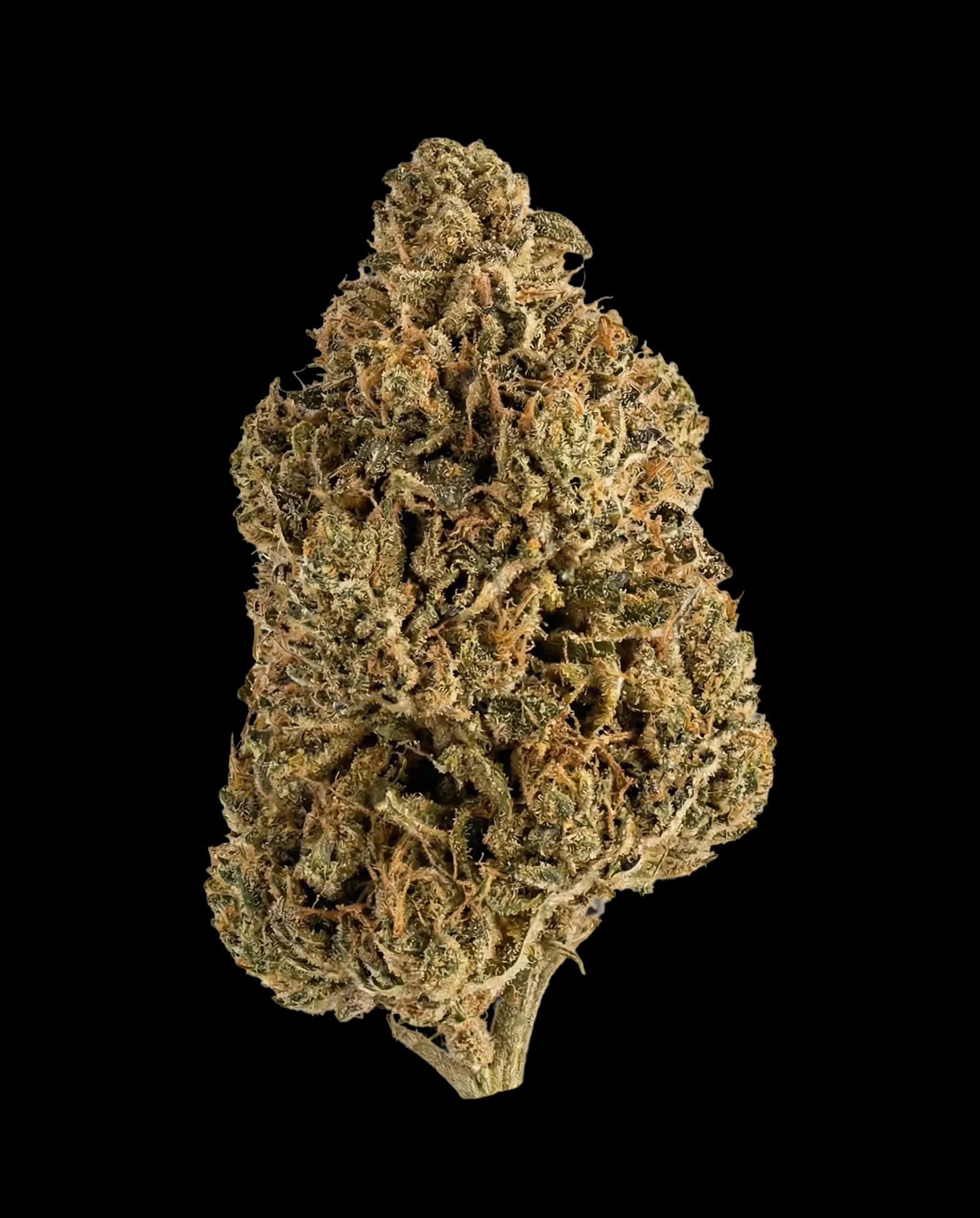 Golden Sand (Indica Dominant Hybrid)